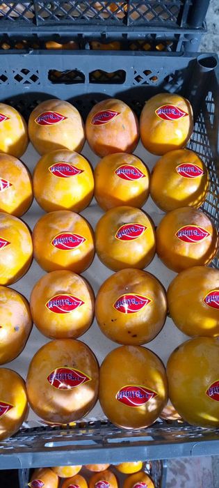 Xurmo sotiladi shokalad 10000 so'm optim