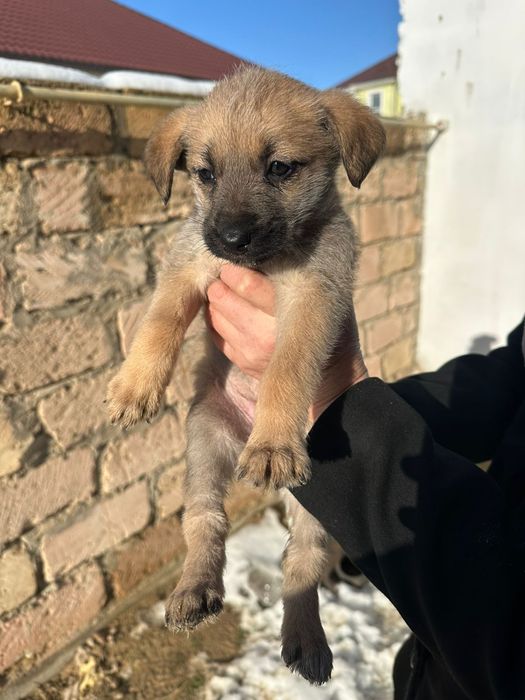 Отдам в добрые руки щенка (девочки)