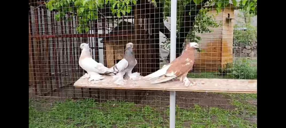 Голубка чинка полосатые пара