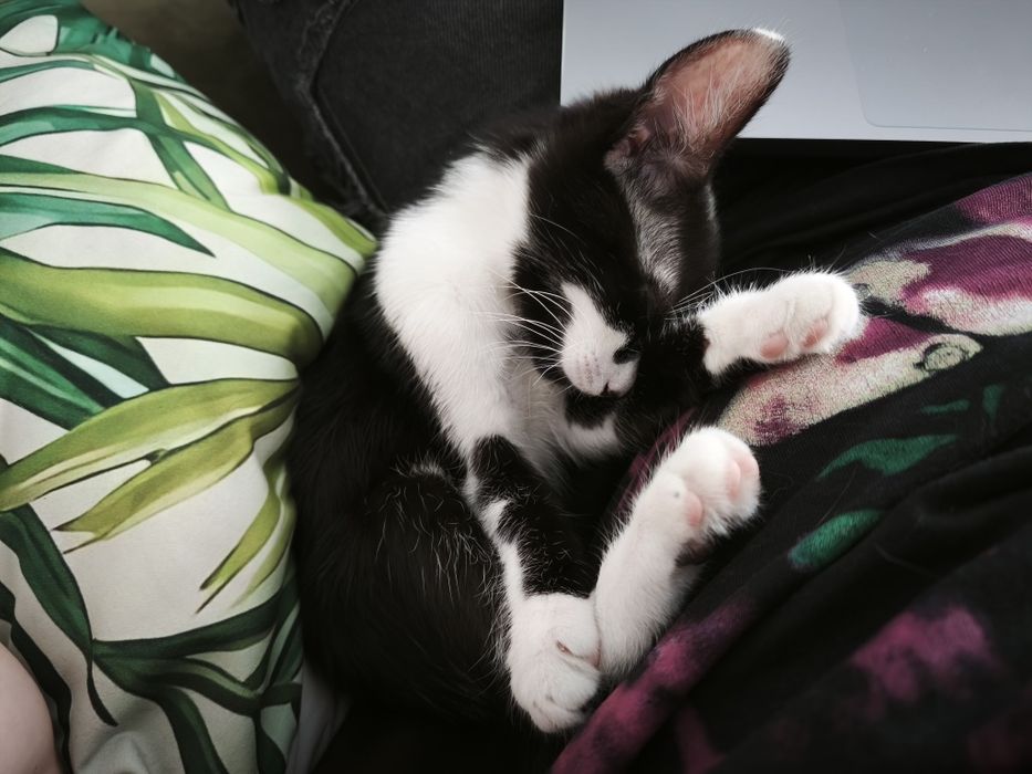 Adopție pisica 4 luni