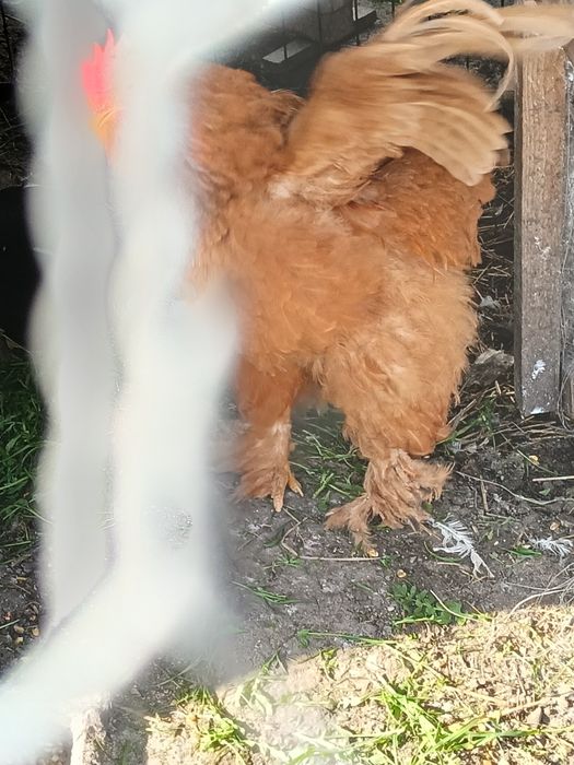 Cocoș caută altă casa