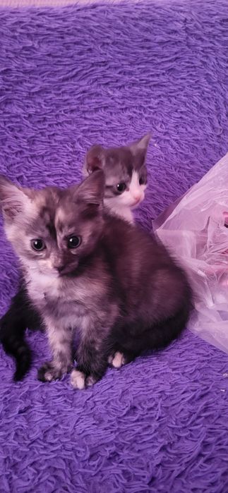 Котята мелкие бусинки