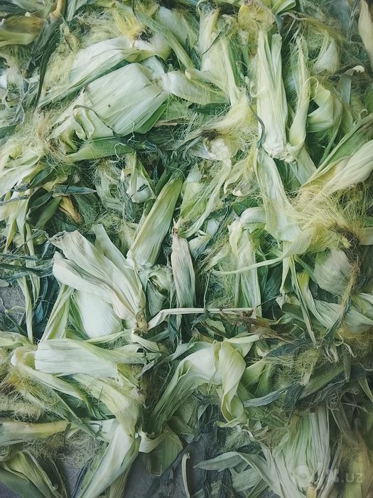 Makkajoʻxori oʻti poʻchogʻi hoʻl xolatda joʻxorisi ham bor