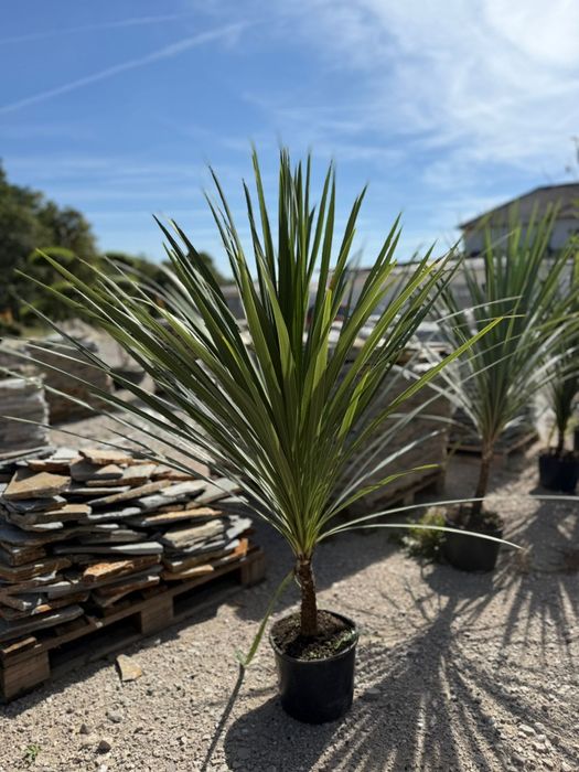 Măslini  plante Ornamentale