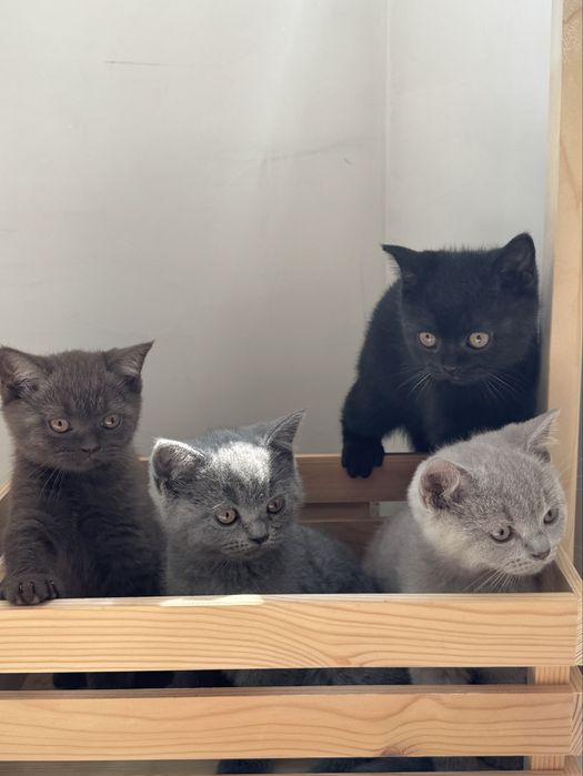 Британска късокосместа / British Shorthair