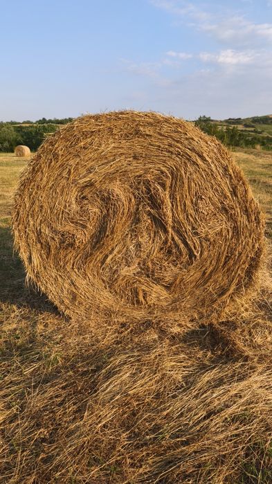 Baloți de fân de vânzare