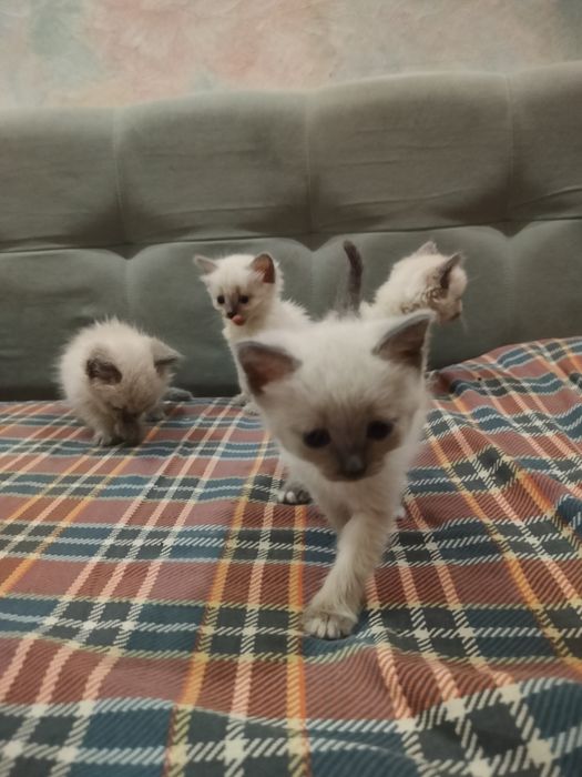 Сиамские котята.