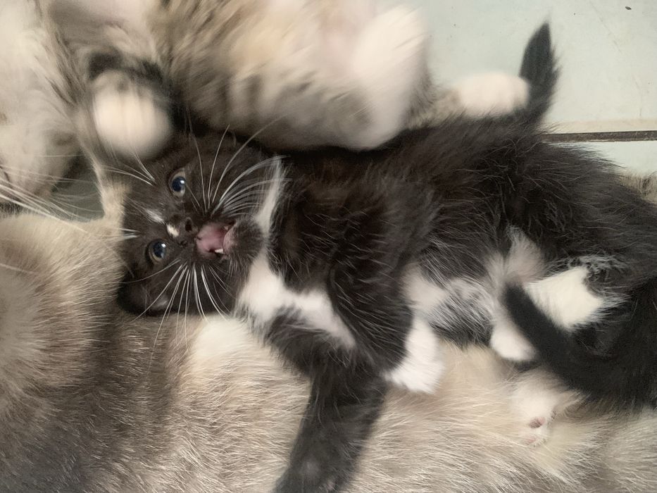 Продается котёнок, мальчик