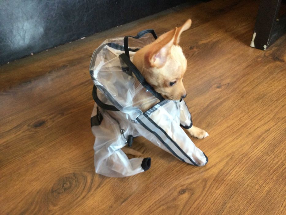 НОВ прозрачен дъждобран за куче от Италия размер S