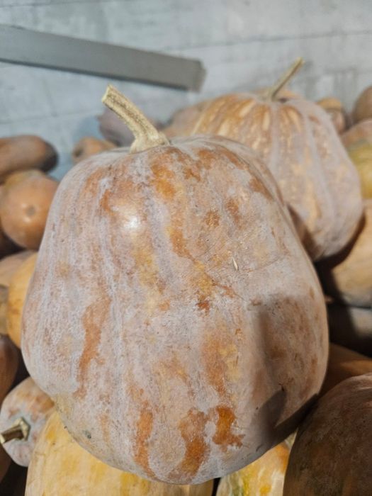 Тыква мантная вкусная