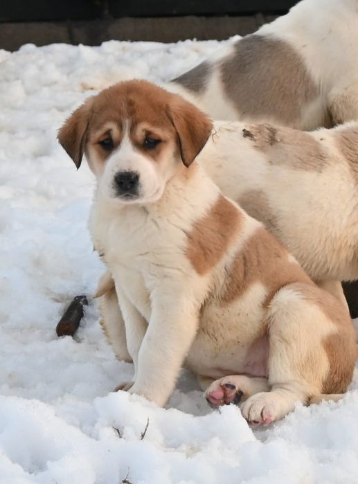 Ciobanesc de asia centrala