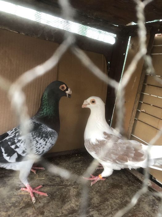 schimb germani si stil vechi