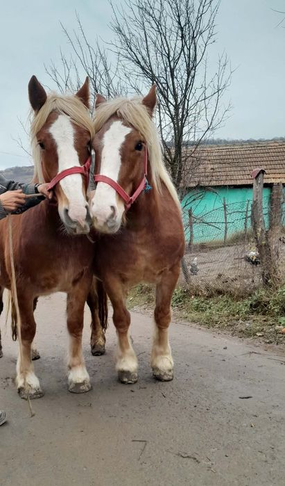Schimb cu iapă neagră mânză și iapă cu acte