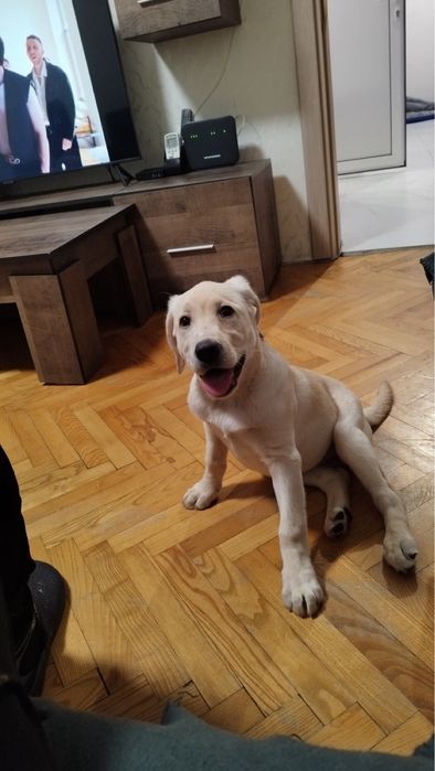 Лабрадор ретривър