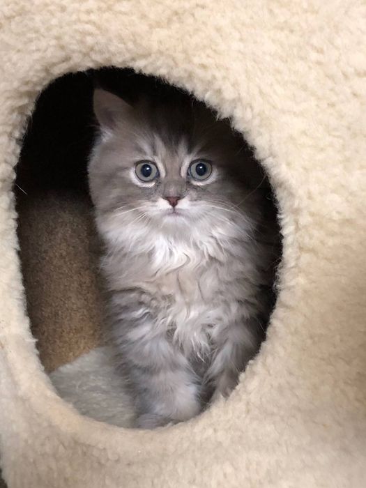 Шикарный скотиш страйт