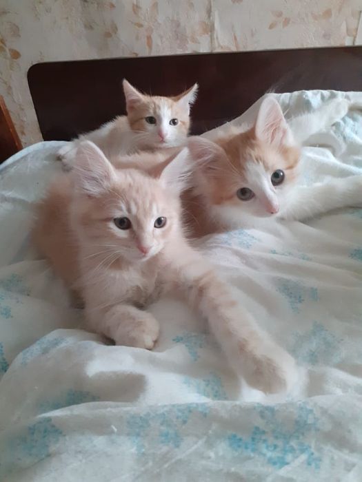 Котята в хорошие руки