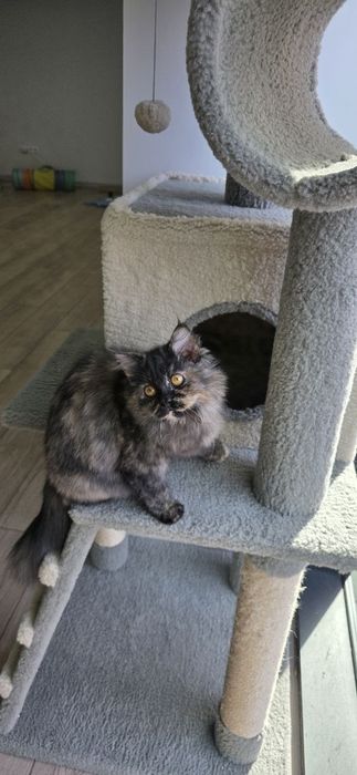 Котенок девочка Ташкент