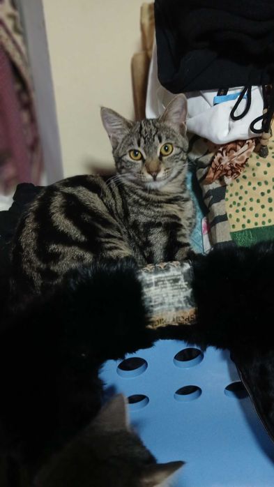 Кот пол года,бенгальский окрас.