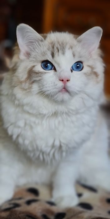 Ragdoll cu acte de origine rasă pură