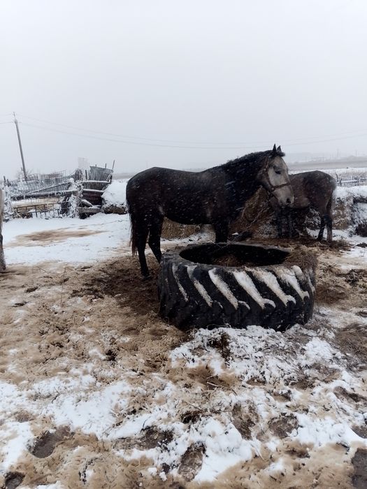 Продам жеребца на племя