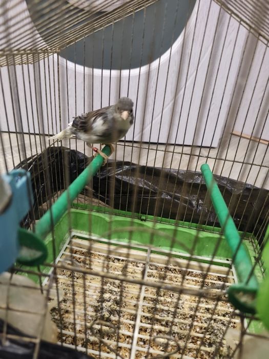 Канарче и 3бр. клетки