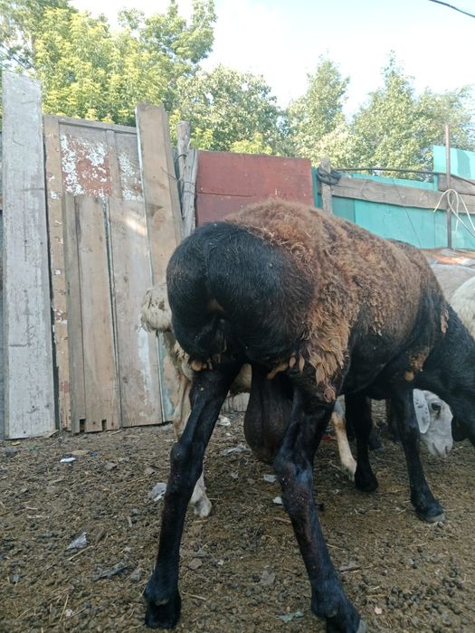Продам Едильбайский кошкар на развод