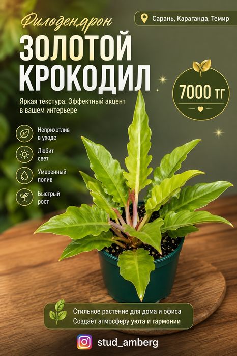 Филодендрон 1 ...