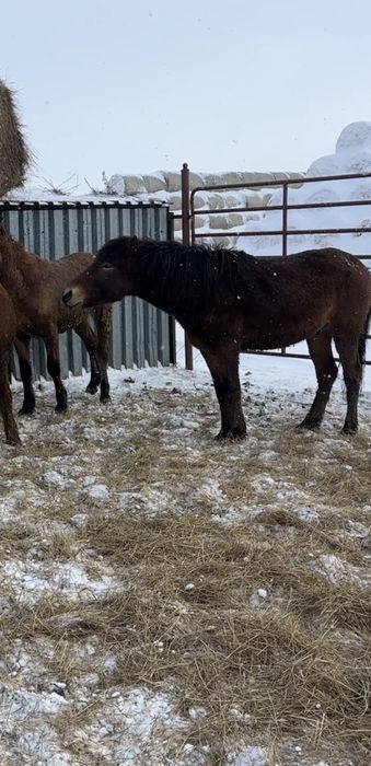 Жеребцы Кушумской породы