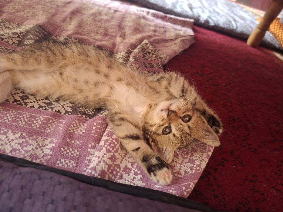 Отдам в добрые руки котёнка-девочку