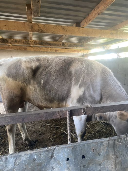 Продам бык 2.5 годовалый