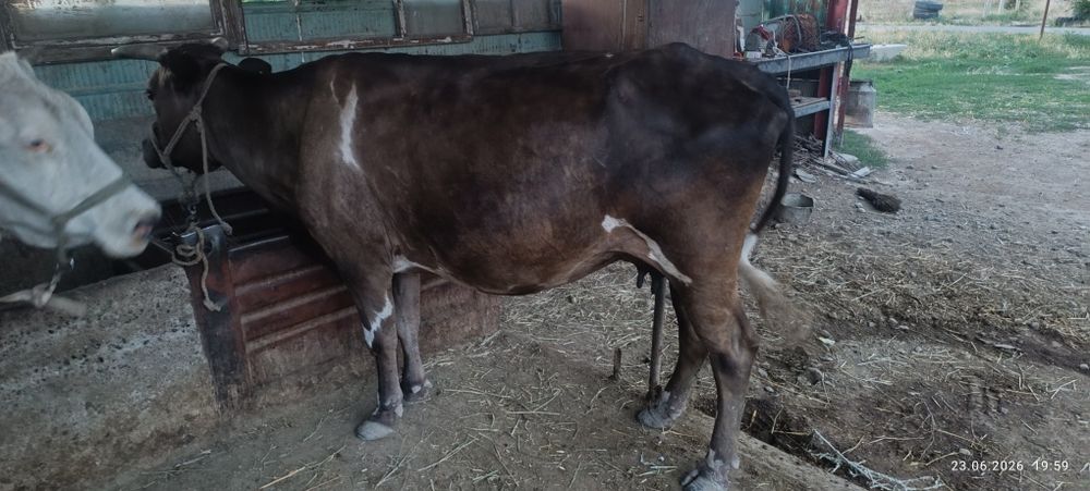 3 бас сауын сиыр бузауымен