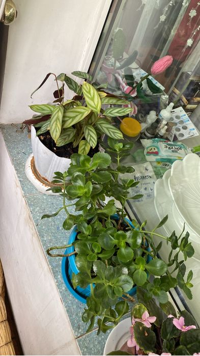 Комнатные цветы