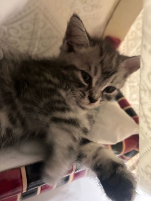 Кошка 2 месячная