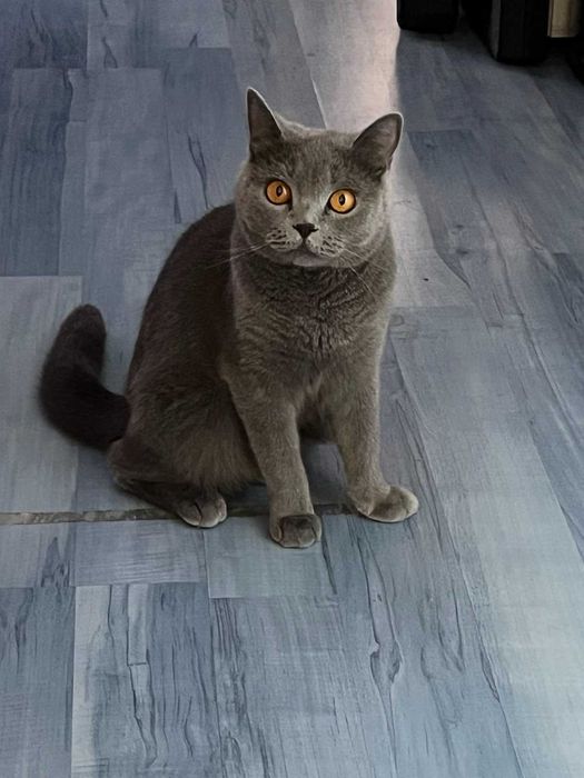 Британски късокосмести котета