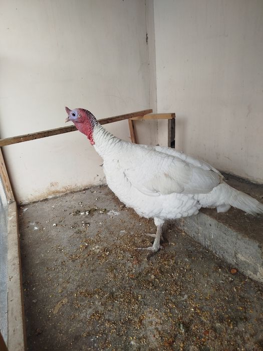 Kurka sotiladi kotta og'irligi 7,5 yarim kg