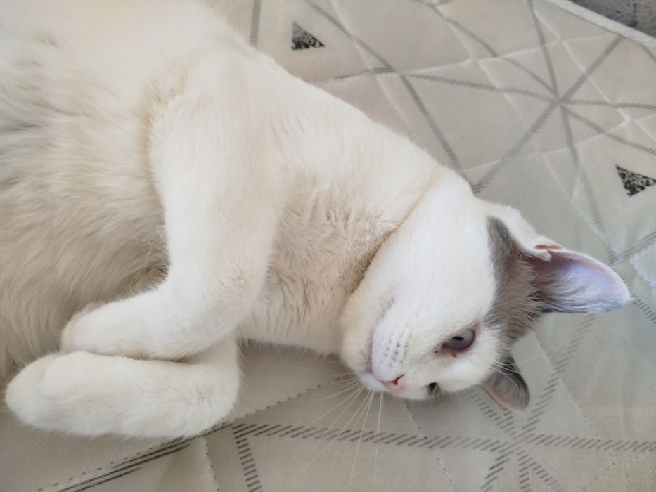 Отдам кота в добрые руки