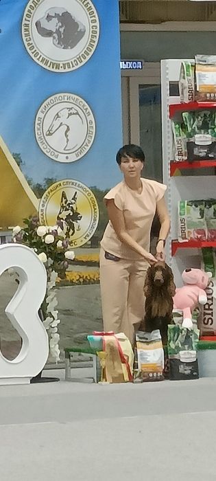 Русский охотничий спаниель для вязок