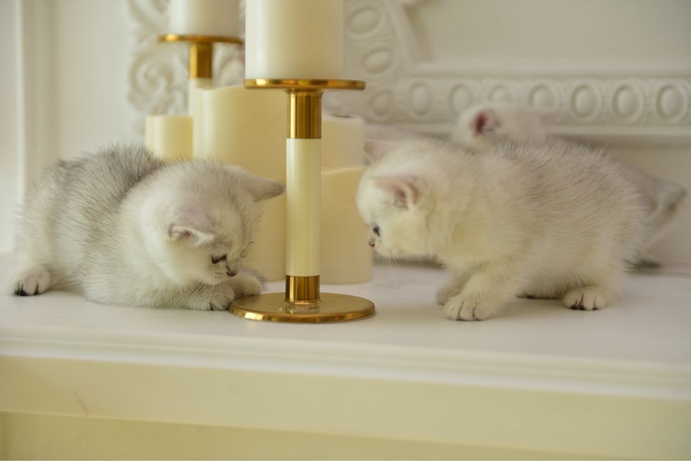 Продам британских котят