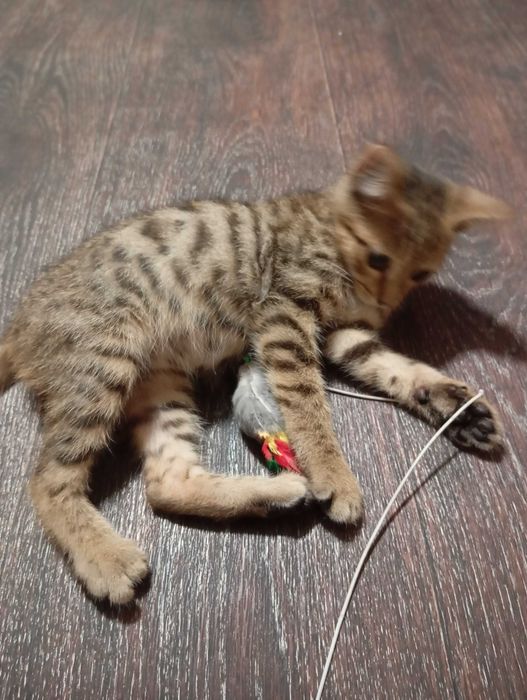 Котенок в Добрые Руки!