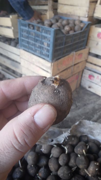 Z kartoshka sotiladi