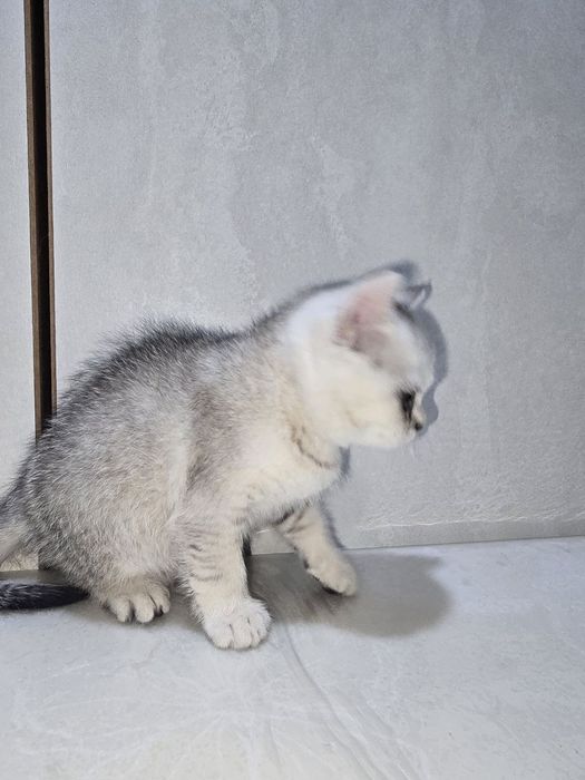 Serebristiy shinshilla