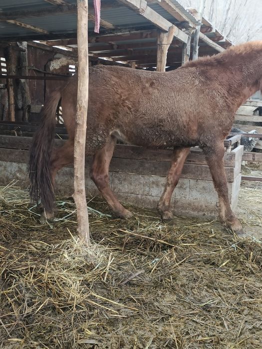 Жылқы сатылады бордақы