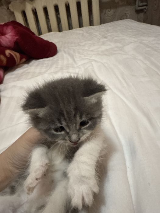 Котята отдам в хорошие руки