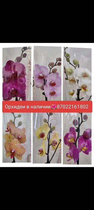 Живые комнатные цветы в ассортименте