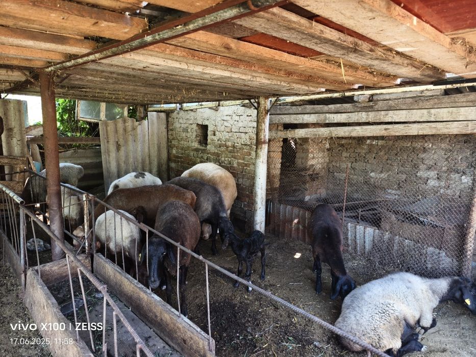 Продается бараны