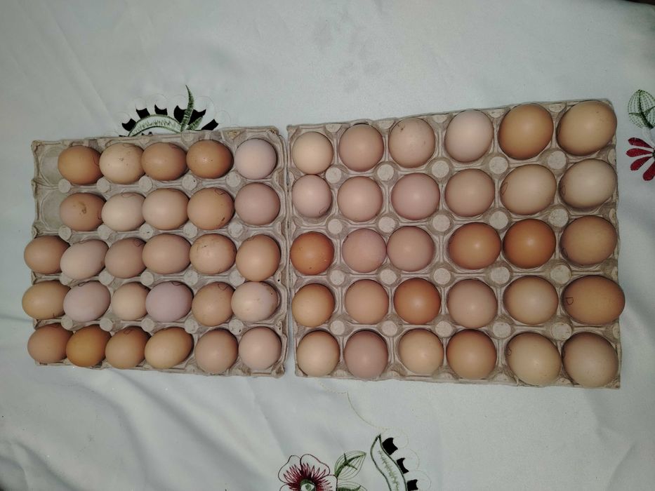 Ouă pentru incubat.