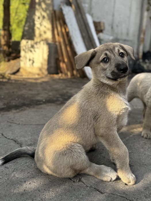 Щенята отдам бесплатно, Астана, 3 девочки