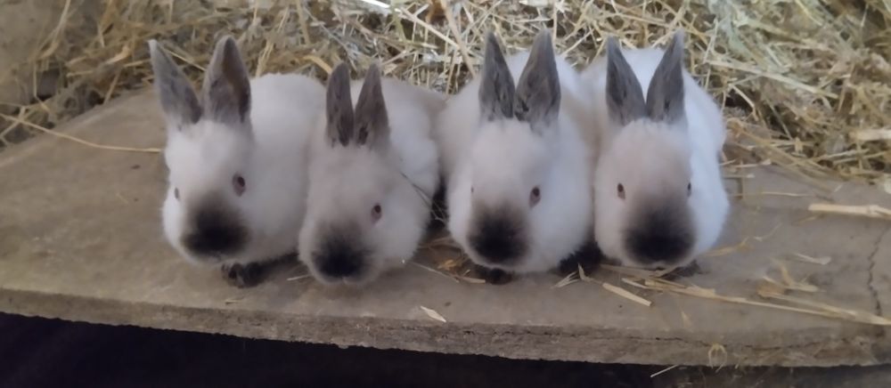 Kaliforniya Quyon zotli yuqori goʻsht uchun mojallangan quyon bolari