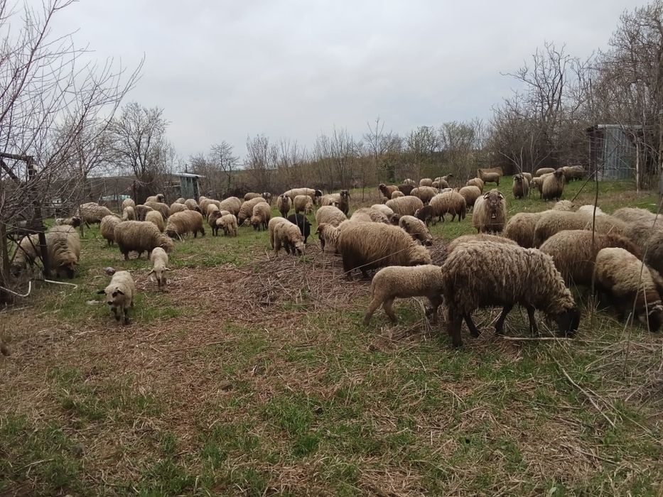 Vând oi gestante si fătat