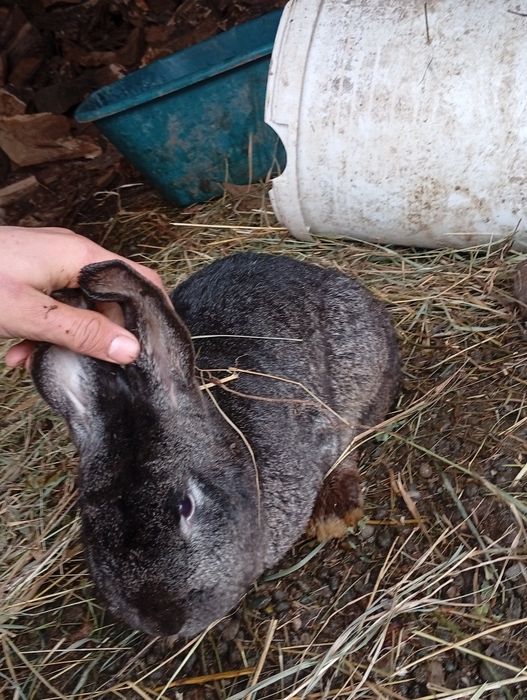 4 iepuri de vânzare